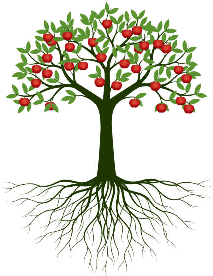 Apple Tree Illustration 